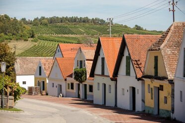 Reihe traditioneller Presshäuser Kellergasse Falkenstein mit weißen Fassaden und roten Ziegeldächern. Im Hintergrund sind Weinberge auf sanften Hügeln zu sehen.