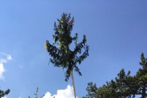 Maibaum Menschen mit Rücken Weinviertel