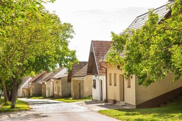 Kellergassen von Pillichsdorf, mittig eine Straße, am rechten Straßenrand stehen nebeneinander Presshäuser. Im Vordergrund steht rechts und links ein grüner Laubbaum.