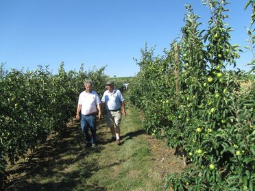 Zwei Personen wandern durch die Marillenplantage