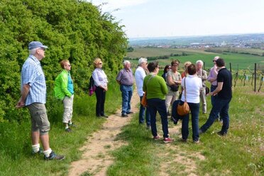 Bei der Veranstaltung In die Grean gehen zeigt Winzer Markus Taubenschuss einen Gruppe von circa 20 Personen einen grünen Weingarten.