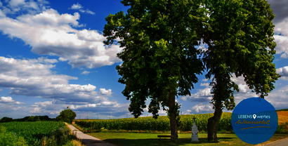 Zwei Bäume an einem grünen Wanderweg im Weinviertel - Panoramaaufnahme