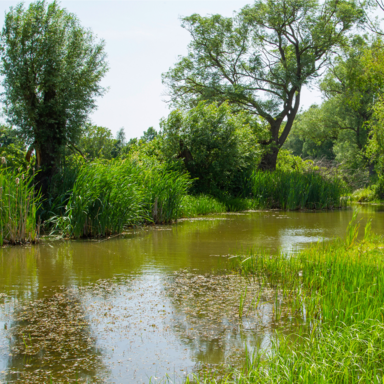 Fluss im Grünen ein Naturschutzgebiet