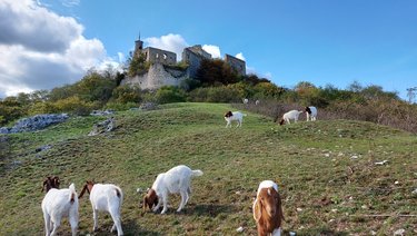Ziegen grasen unter der Burgruine Falkenstein