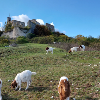 Ziegen grasen unter der Burgruine