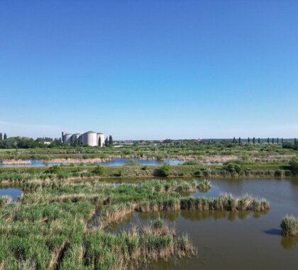 Landschaftsaufnahme der vogel.schau.plätze in den March-Thaya-Auen mit mehreren Wasserflächen, Schilfzonen und Feuchtwiesen unter blauem Himmel. Im Hintergrund ist die ehemalige Zuckerfabrik und die weite Aulandschaft zu sehen.